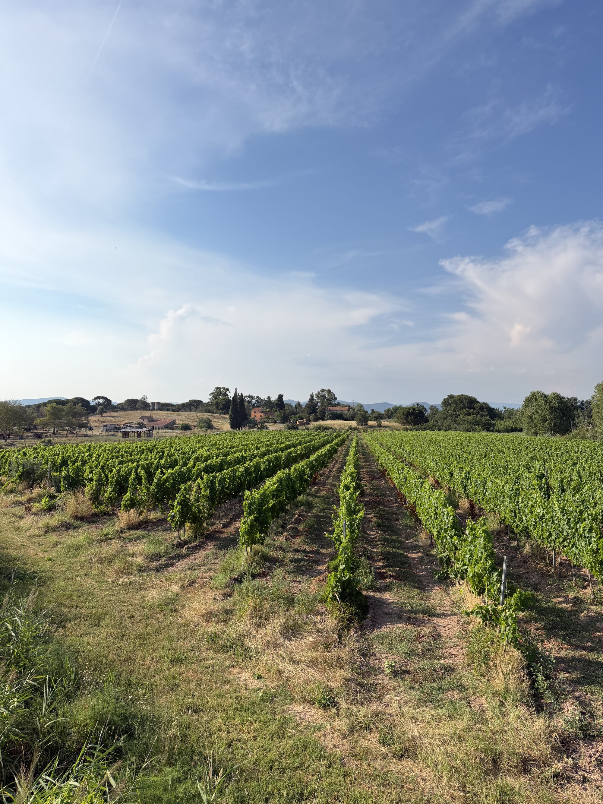 Vignes du domaine de la Vernède